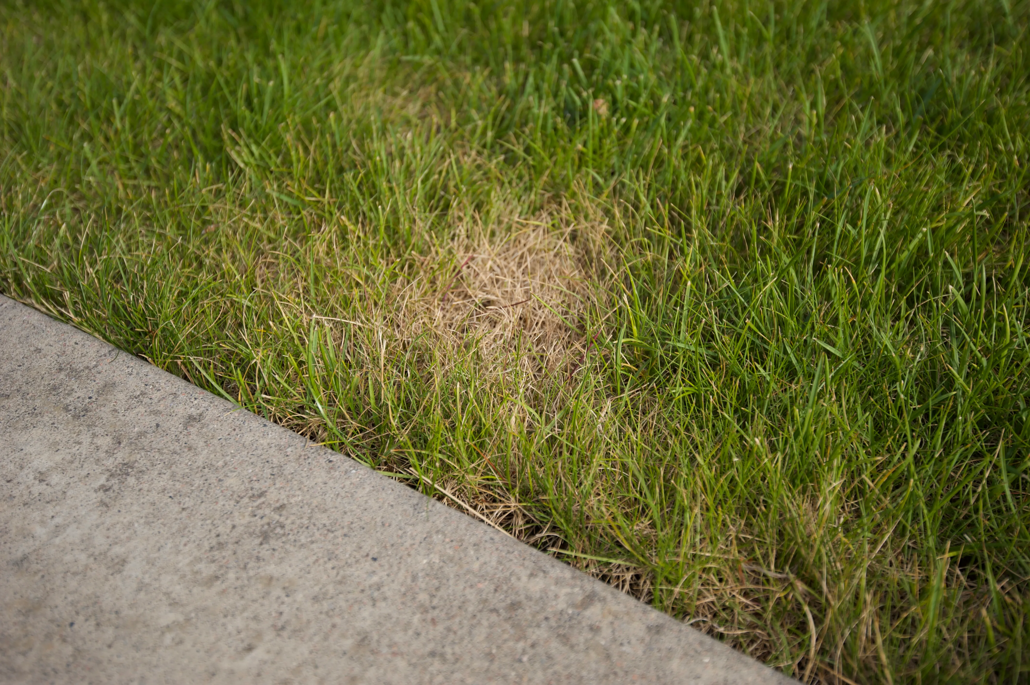 Gul flekk med vissent gress i en ellers grønn plen