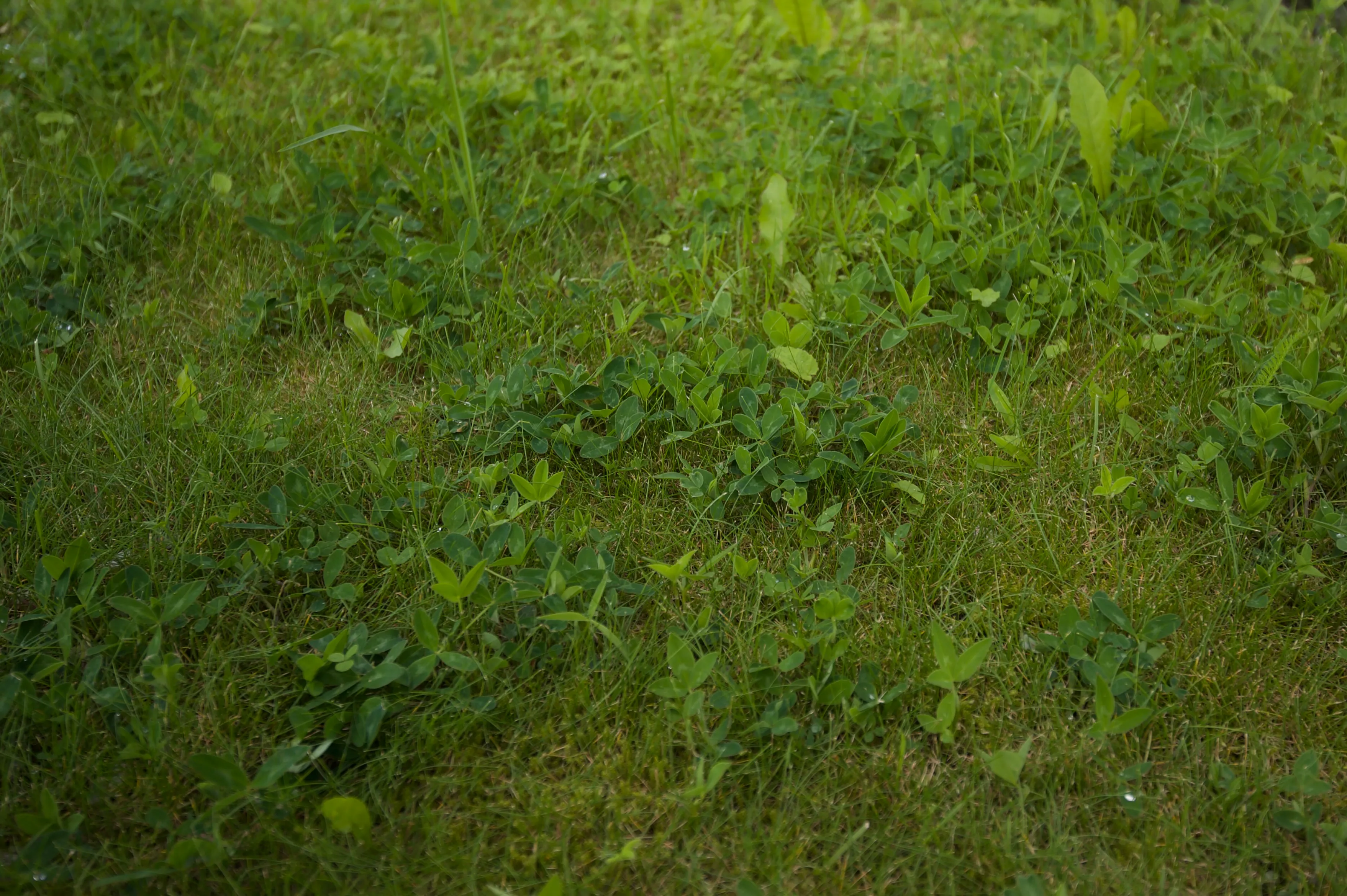 Hvitkløver med blader og blomster spredt i en plen
