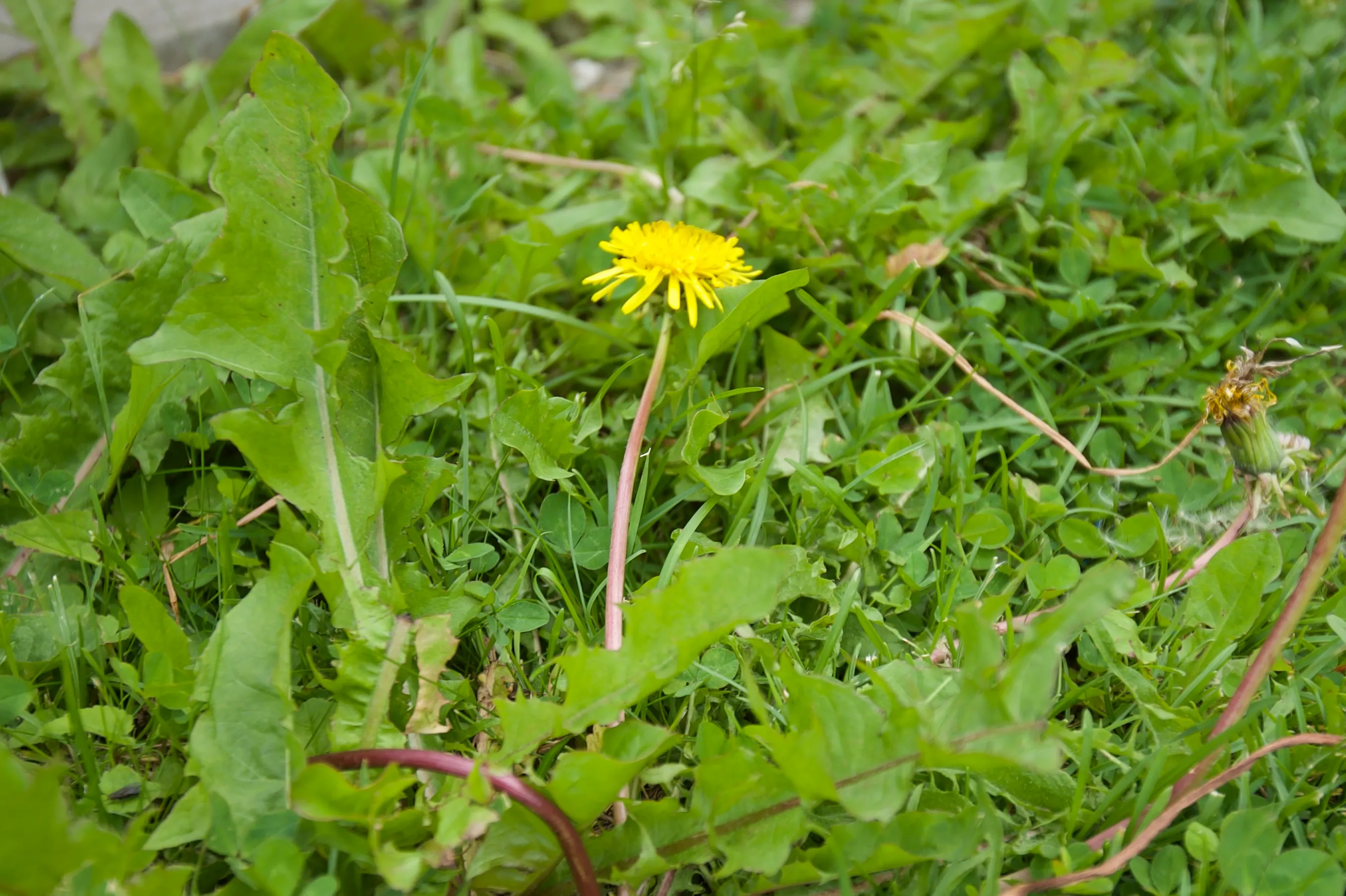 Løvetann med gul blomst i en grønn plen